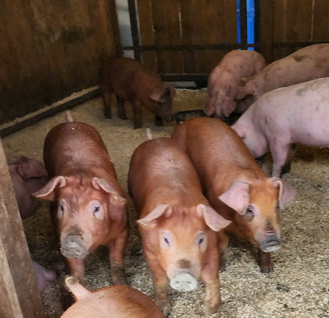 Pre-Sale Piglets Deposit
