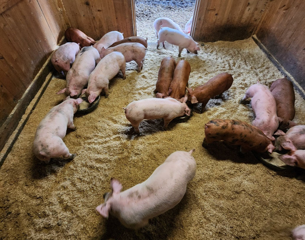 Pre-Sale Piglets Deposit