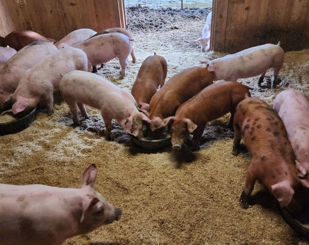 Pre-Sale Piglets Deposit